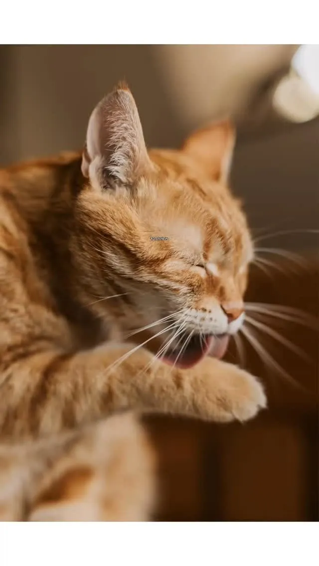 【長久手市でノミ・ダニ駆除なら】春に急増する原因と対策｜ペッ...